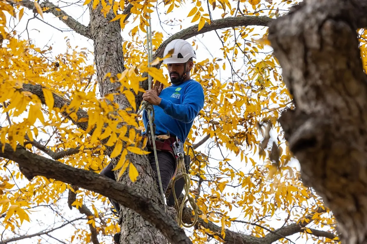Skilled Tree Planting crew working in Brookston